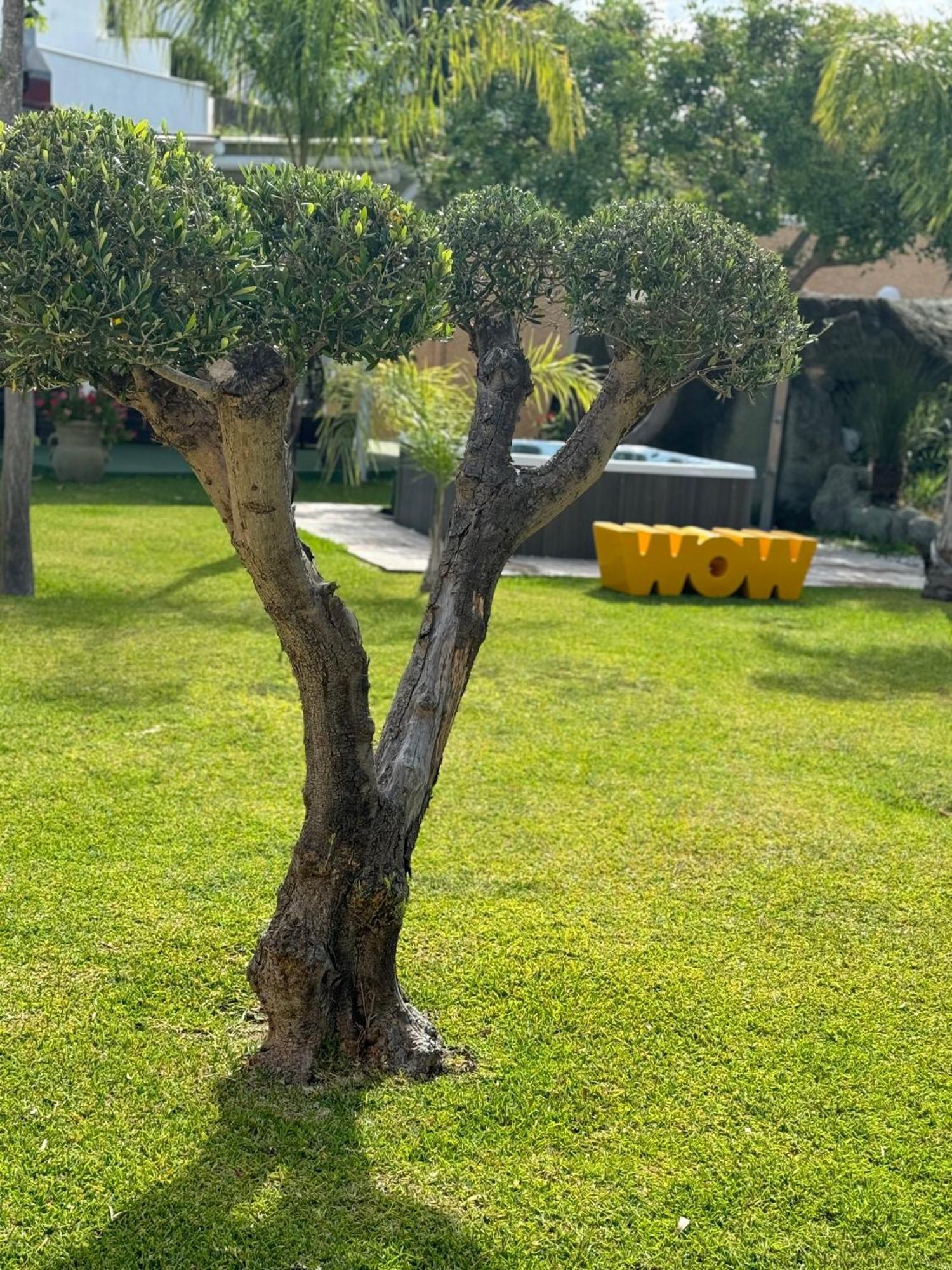 Hotel Parco Delle Agavi Forio di Ischia Exterior foto